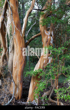 Arrayán arbres dans la forêt, Luma apiculata Péninsule Quetrihué, Parc National de Los Arrayanes, près de Bariloche, Argentine Banque D'Images