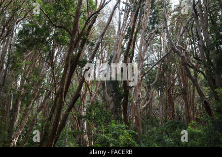 Arrayán arbres dans la forêt, Luma apiculata Péninsule Quetrihué, Parc National de Los Arrayanes, près de Bariloche, Argentine Banque D'Images