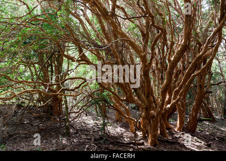 Arrayán arbres dans la forêt, Luma apiculata Péninsule Quetrihué, Parc National de Los Arrayanes, près de Bariloche, Argentine Banque D'Images