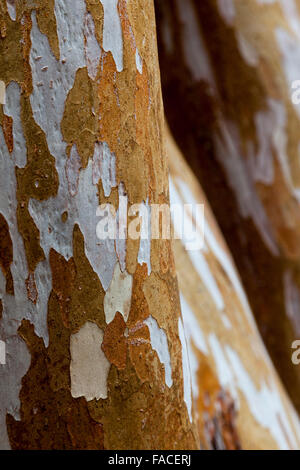 L'écorce des arbres dans l'Arrayán Luma apiculata Péninsule Quetrihué, Forêt, Parc National de Los Arrayanes, près de Bariloche, Argentine Banque D'Images