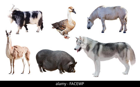 Ensemble de Husky de Sibérie et d'autres animaux de ferme. Plus isolé sur fond blanc Banque D'Images