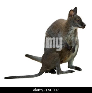 Red-necked wallaby avec bébé. Plus isolé sur fond blanc Banque D'Images