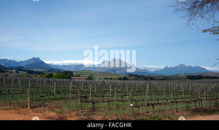 La vue de Simonsig Estate sur la Route des Vins de Stellenbosch dans la région vinicole du Cap, Afrique du Sud. Banque D'Images