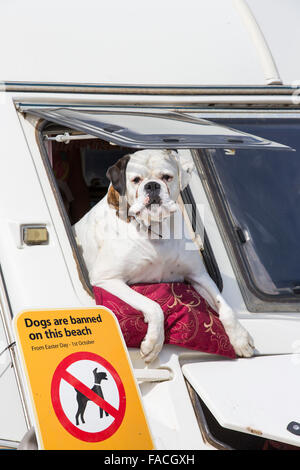 Un bouledogue incliné vers l'extérieur d'une fenêtre avec une caravane, Chiens interdits sur la plage. Banque D'Images