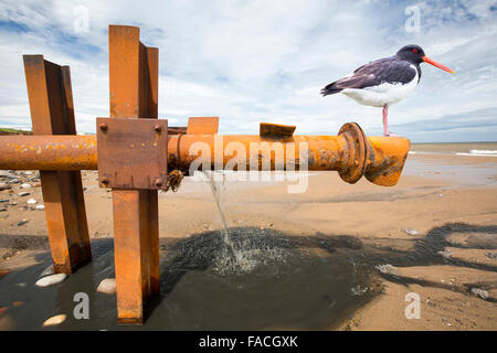 La vidange des eaux usées brutes directement sur la plage à partir d'un tuyau d'eaux usées provenant d'un caravan park à Kilnsea, rejette Point, Yorkshire, UK Banque D'Images