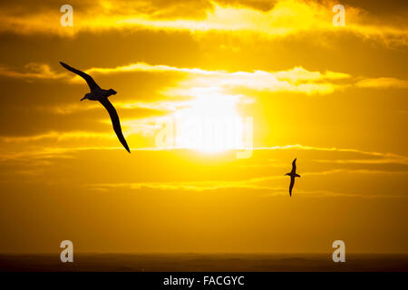 Albatros hurleur Diomedea exulans ;, l'oiseau avec la plus grande envergure sur la planète, à environ 11 pieds 6 pouces, un vol en Banque D'Images