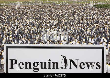 Manchots royaux dans la deuxième plus grande colonie de pingouins roi dans la plaine de Salisbury, Géorgie du Sud, Sud de l'océan. Banque D'Images