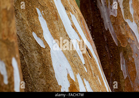 L'écorce des arbres dans l'Arrayán Luma apiculata Péninsule Quetrihué, Forêt, Parc National de Los Arrayanes, près de Bariloche, Argentine Banque D'Images