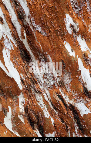 L'écorce des arbres dans l'Arrayán Luma apiculata Péninsule Quetrihué, Forêt, Parc National de Los Arrayanes, près de Bariloche, Argentine Banque D'Images