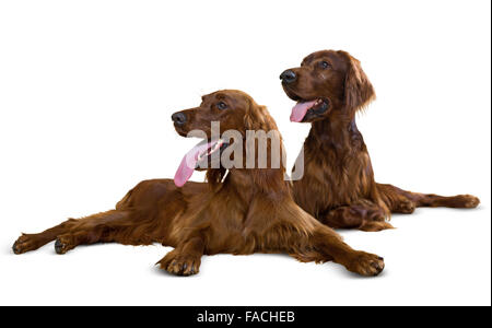 Couple de Setter irlandais. Plus isolé sur fond blanc Banque D'Images