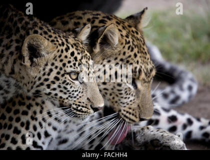 Mère et Leopard Cub Head Voir Tanzanie Afrique de l'Est Banque D'Images