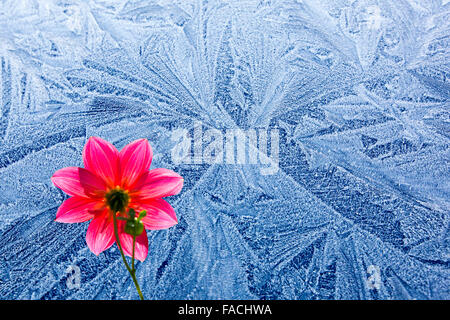 Les patrons du gel sur un toit de voiture et de fleurs composites. Banque D'Images