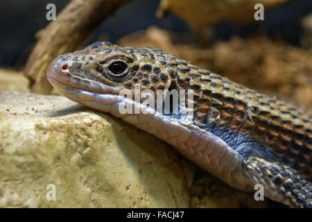 Soudan lézard plaqué (Gerrhosaurus major), également connu sous le nom de lézard plaqué de l'Ouest, grand lézard plaqué ou rugueux-scaled Li plaqué Banque D'Images