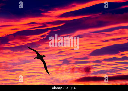 Un albatros hurleur en Antarctique au coucher du soleil. Banque D'Images