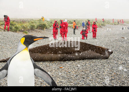 Un énorme taureau, maître de la plage sud de l'Éléphant de mer, Mirounga leonina, à Jason Harbour, la Géorgie du Sud, Antarctique, avec les touristes d'une expedtion bateau de croisière et un roi pingouin. Banque D'Images