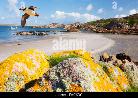 Les rochers de granit couvert de lichens à Fionnphort Isle of Mull, Scotland, UK, regard vers Iona avec un volant au-dessus de macareux. Banque D'Images