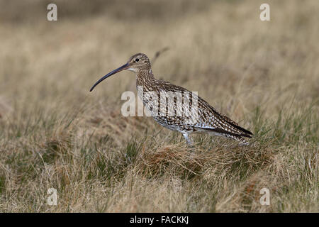 Curlew (Numenius arquata) Banque D'Images