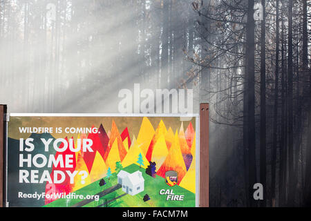 La lumière du soleil les arbres de mettre en surbrillance la fumée de l'incendie qui a brûlé King 97 717 hectares de la Forêt nationale d'El Dorado, en Californie, USA. Après une longue sécheresse sans précédent de quatre ans, les incendies sont beaucoup plus commun. La plupart de la Californie est en sécheresse exceptionnelle, le plus haut niveau de classification de la sécheresse. 428 000 hectares de terres agricoles ont été retirées de la production en raison du manque d'eau, des milliers de travailleurs agricoles ont perdu leur emploi et un tiers de tous les enfants en Californie se couchent. Banque D'Images