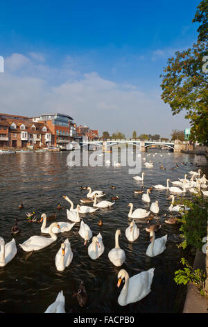 Un très grand nombre de cygnes tuberculés (Cygnus olor) recueillir sur la Tamise à Windsor, Berkshire, England, UK Banque D'Images