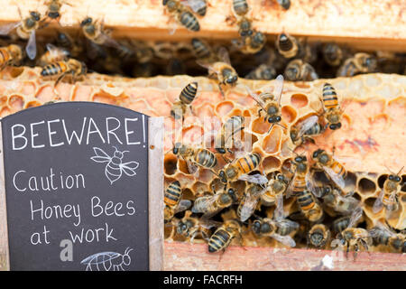 Une ruche à Cockermouth, Cumbria, Royaume-Uni, qui a été infecté et endommagé par l'acarien Varoa. L'acarien Varoa est un parasite des abeilles qui a augmenté énormément au cours des dernières années en raison de l'adoucissement des hivers causés par le changement climatique. L'acarien s'attaque à la fois aux adultes et de couvain d'abeilles, sucer leur sang et causant des dommages. De nombreuses colonies d'abeilles à travers le monde, se sont effondrés en raison de l'acarien, profondément inquiétant que les abeilles sont responsable pour la pollinisation de la majorité des cultures vivrières que humas compter sur de la nourriture. Banque D'Images