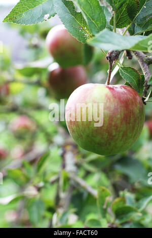 La pomme verte et rouge accrochée à la branche d'un arbre. Banque D'Images