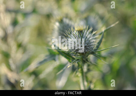 Gros plan du bourgeon sur une plante de chardon (Cirsium vulgare) à fond vert doux. Banque D'Images