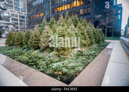 La post-modernité Seagram Building à New York le dimanche, Décembre 20, 2015 affiche une série d'arbres de Noël dans les fontaines de la plaza (© Richard B. Levine) Banque D'Images