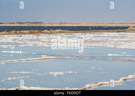 Les marais salants juste en dehors de Walvis Bay avec des flamants roses dans l'arrière-plan Banque D'Images