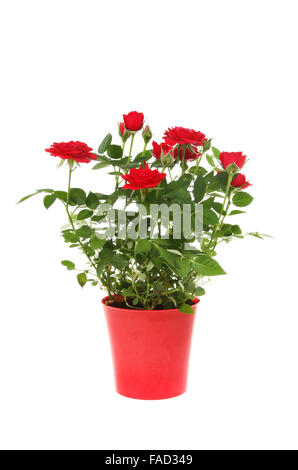Rose rouge miniature plante dans un pot en plastique rouge blanc isolé contre Banque D'Images