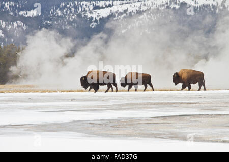 Le bison à pied de la dilatation thermique de la vapeur à partir de la partie inférieure du bassin Geyser Yellowstone National Park le 17 novembre 2015 à Yellowstone, Wyoming. Banque D'Images