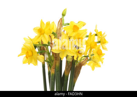 Bouquet de jonquilles miniature blanc isolé contre Banque D'Images