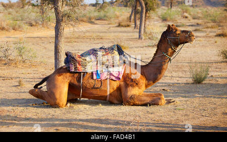 Chameau dans le désert du Thar près de Jaisalmer, Rajasthan, India Banque D'Images