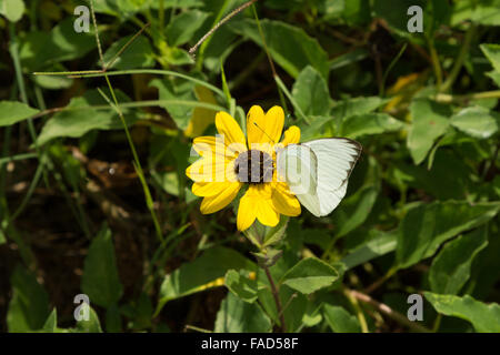 Une photographie d'un grand papillon blanc du Sud sur une mer jaune oxeye daisy à Flagler Beach, Florida, USA. Identification : Up Banque D'Images