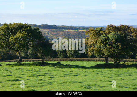 Paysage typique de la campagne anglaise au début de l'automne, près de Tavistock, Devon, Angleterre Banque D'Images