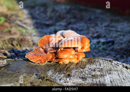 Champignons Orange sur un tronçon. Nouvelle vie sur le bois mort. Banque D'Images