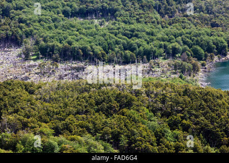 Vue aérienne des arbres morts causés par le castor, Castor, près de ushuaia, Tierra del Fuego, Patagonie, Argentine Banque D'Images