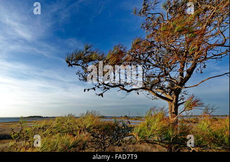 Arbre dans les zones humides de l'Île Assateague Banque D'Images