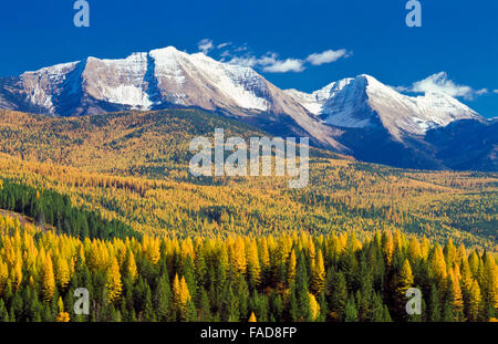 La great northern mountain et mount octroi dans la gamme flathead au-dessus de collines de mélèze d'automne près de Hungry Horse, Montana Banque D'Images