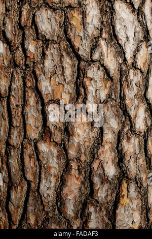 Écorce de pin close up, vertical Banque D'Images