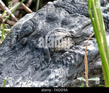 Delray Beach, Palm Beach County, USA. 30Th Nov, 2015. Close-up de l'œil d'un alligator Alligator mississippiensis, (), dans le marais de la 50-acre (2343 m) Wakodahatchee Wetlands in Delray Beach, en Floride. © Arnold Drapkin/ZUMA/Alamy Fil Live News Banque D'Images