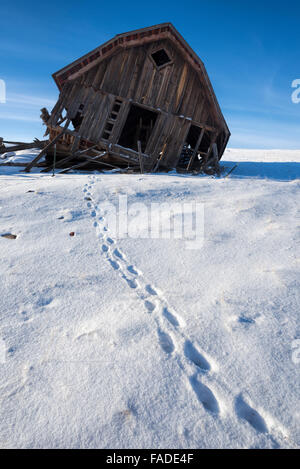 Les pistes et ancienne grange sur Oregon's Prairie Zumwalt. Banque D'Images