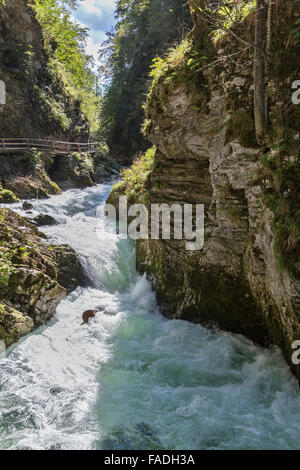 Gorges de Vintgar et rivière rapide Radovna. Bled, Slovénie. Banque D'Images