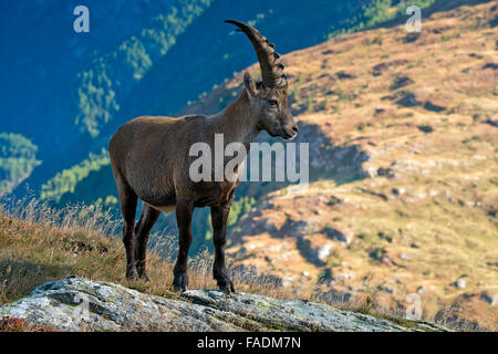 Bouquetin des Alpes (Capra ibex), homme, Kaiser-Franz-Josefs-Höhe, Parc National du Haut Tauern, Carinthie, Autriche Banque D'Images