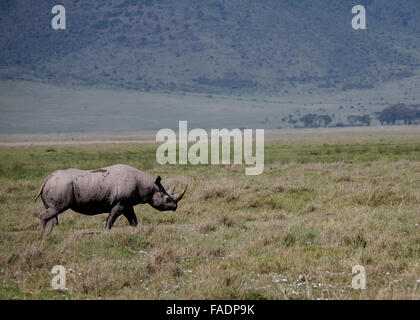 Les rhinocéros noirs Ngorongoro Crater Tanzanie Afrique de l'Est Banque D'Images