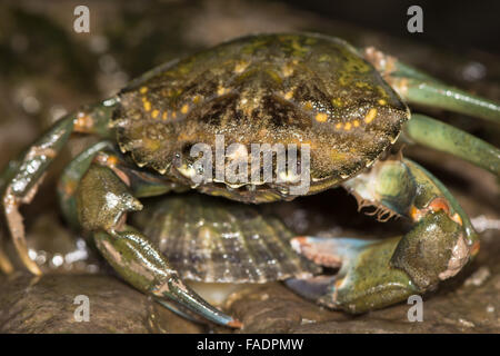 Crabe vert (Carcinus maenas) attaquant limpet. Un crabe, ou crabe vert, un rock d'une patelle Banque D'Images