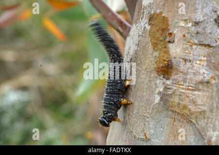 Spitfire australien vers blancs sur l'eucalyptus. Banque D'Images