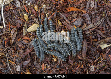 Spitfire australien vers blancs sur l'eucalyptus. Banque D'Images