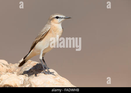 Traquet motteux (Oenanthe isabellina Isabelline), debout sur un rocher, Al Mughsayl, Dhofar, Oman Banque D'Images