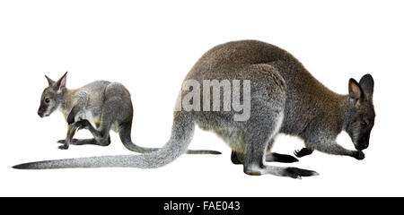 Red-necked wallaby avec bébé. Isolated over white Banque D'Images