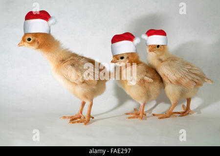 Trois golden bébé sexlink chicks in a row Banque D'Images